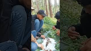 liliweutan di gunung VINUS