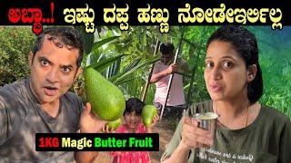 ಅಬ್ಭಾ..  ಒಂದೊಂದು ಬೆಣ್ಣೆ ಹಣ್ಣು 1KG  ಅಕ್ಷಯ ಪಾತ್ರೆ ಈ ಮರ  First Butter fruit  Pooja K Raj Vlogs