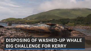 Disposing of washed-up whale big challenge for Kerry