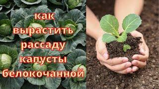 Как вырастить рассаду капусты белокочанной.