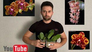 Посылка с орхидеями от Amazing orchids ￼￼