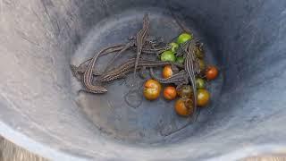 La Palma Finca BiJo - wenn die Eidechsen die Tomaten fressen - was dagegen hilft