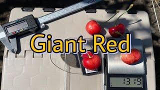 Ранній сорт черешні Giant Red