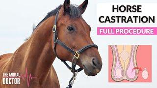 Horse Equine Castration - FULL PROCEDURE