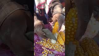 Maize cob shelling 