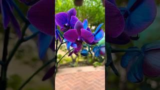 Iridescent Orchids   #dyed #blue #orchid #orchidsofinstagram  #flower #blueflowers #indoorplants