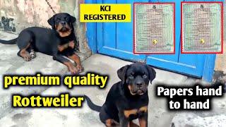 Premium quality Rottweiler semi adult dogs for sale  Show quality ROTTWEILER with kci