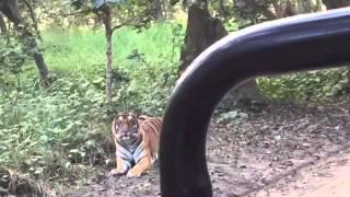 Tiger Sighting with the Tree of Life Jaagir Dudhwa Tiger Reserve