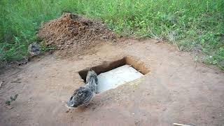 Easy quail bird trap make from deep hole