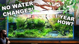 NO WATER CHANGES for a YEAR Ecosystem Aquarium How To