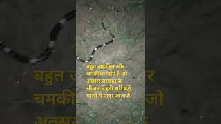 #जहरीला सांप #viral #song #viper #anime #snake #cobra #animals #voiceeffects