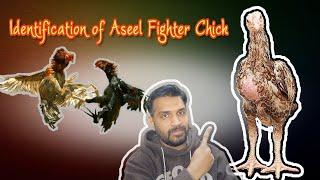 How to Identify a Aseel Fighter Chick