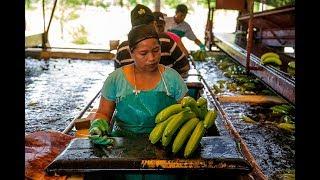 Come On In to Coobana Fairtrade Banana Plantation  Fairtrade
