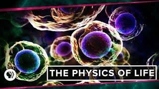 The Physics of Life ft. Its Okay to be Smart & PBS Eons