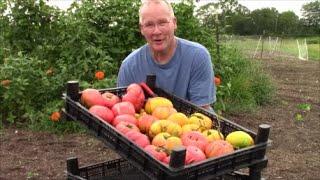 WHAT TIME IS IT  TOMATO HARVEST TIME in the Garden