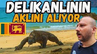 KOMODO EJDERİ HER YERDE  SRİ LANKA’DA GÜNEYE İNİYORUZ 