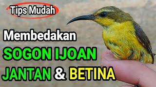 Cara Membedakan Sogon Muda  Ijoan Jantan & Betina Dengan Mudah 