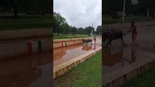 Iruvail panilakudi at miyar Thaate+kutti#kambala #tulunaduvlogs #viralshorts #shortsviral#shorts