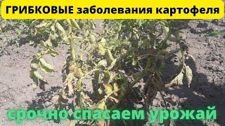 ГРИБКОВЫЕ заболевания картофеля Как спасти урожай?