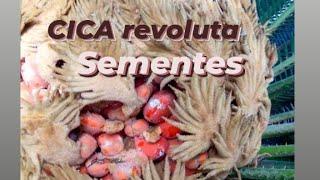 CICA REVOLUTA como plantar sementes.