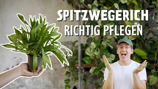 Das wohl LECKERSTE Wildkraut So pflegst und vermehrst du Spitzwegerich richtig 