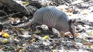 Amazing  Armadillos seen in the wild plus cameo appearances  by a Bald Eagle and Rat Snake
