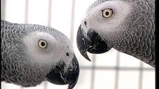 African Grey Parrots  Care and Breeding  Part 1 Full