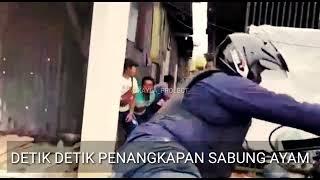 VIRAL  GEREBEK Perjudian sabung ayam  UPDATE 