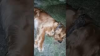 Uykusunda Horlayan Köpek Gördünüz Mü  #shorts