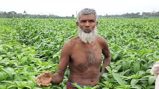 Atghora Farmer on why the RAJA JUTE SEED is better than the other jute seeds