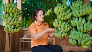 Harvest 3 bunches of bananas to sell Cover the houses veins - Luu Linh Family