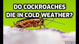 Do Cockroaches Die In Cold Weather?