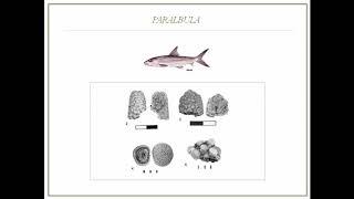 Nonmarine Teleost Fishes from the Late Cretaceous and Early Paleocene