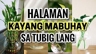 Top 10 Common Indoor Plants na Kayang Mabuhay sa Tubig