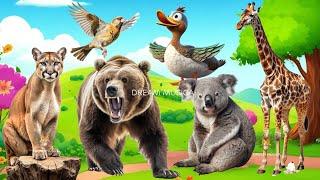 Funny Animal Sounds in 30 Minutes Bear Puma Koala Giraffe Duck - ANIMAL BGM