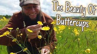 The Beauty Of Buttercups - Poison Ancient Medicine & Folklore 