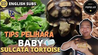 Tips memelihara Kura Kura Sulcata tortoise dengan baik  Episode 11