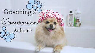 How to Groom a Pomeranian AT HOME DIY for beginners  Bath Time with Daisy