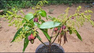 Crafting Mango With Onion