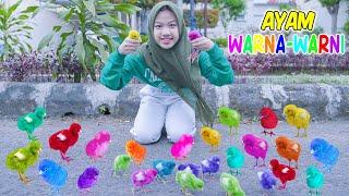 Dinda Pengen Ayam Warna Warni