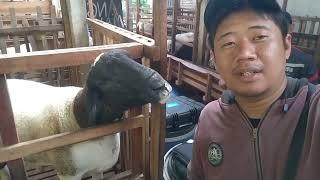 Jasa USG kambing Domba panggilan solusi test kebuntingan tepat cepat akurat