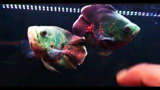 Super Rare Oscar Fish You Have Never Seen Before  Balloon Oscar Fish Platinum Oscar Fish etc.