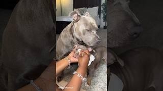 Dog Grooming ASMR #viral #asmr #doggrooming #dogbath #satisfying