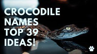  Crocodile Names  39 TOP & BEST & GOOD Ideas  Names