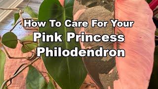 Caring For Your Pink Princess Philodendron  All You Need To Know