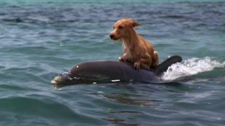 DOLPHIN & DOG SPECIAL FRIENDSHIP - Vangelis Song Of The Seas