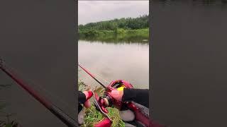 #shorts đam mê câu lure câu cá lóc giải trí #133 #fishing #cauca