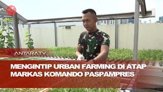 Mengintip urban farming di atap Markas Komando Paspampres