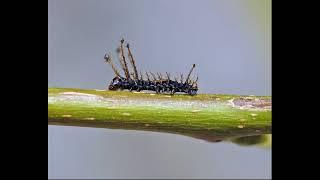 Hickory horned devil caterpillars 2022