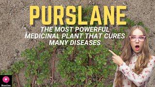 Purslane  The Most Powerful Medicinal Plant That Cures Many Diseases  Blissed Zone